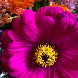 Meet your Posher, Paula